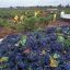 Barossa